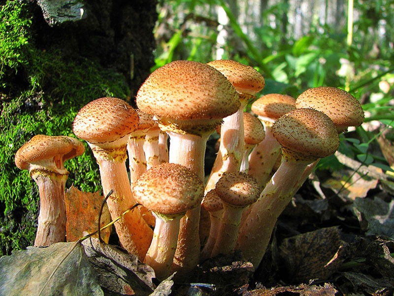 Які гриби найсмачніші та найкорисніші
